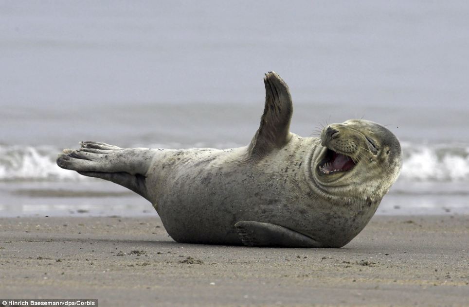 Vẫy ch&agrave;o th&acirc;n thiện: C&ograve;n ch&uacute; hải cẩu n&agrave;y đang &ldquo;tạo d&aacute;ng&rdquo; như vẫy ch&agrave;o với khu&ocirc;n mặt tươi vui, h&oacute;m hỉnh tại bờ biển của đảo Helgoland (Đức)