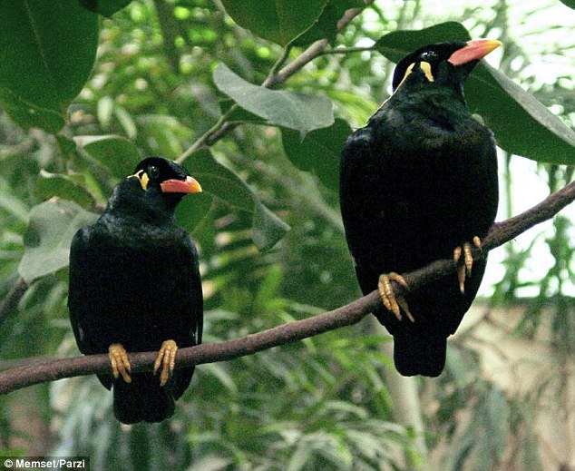 Common Hill Myna có mỏ cam, mào vàng và khả năng nói tiếng người