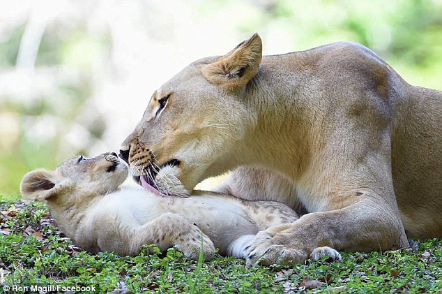Sư tử mẹ quên mình cứu sư tử con