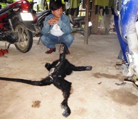 Tóm gọn kẻ đòi "thịt" Voọc quý hiếm