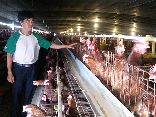 321 con gà có giá… gần 1 tỉ đồng