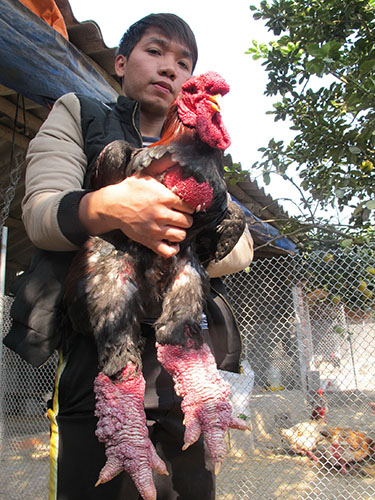 &Ocirc;ng Giang Tuấn Vũ, chủ trại g&agrave; &Ocirc;ng Ph&uacute;c (x&atilde; Đ&ocirc;ng Tảo, huyện Kho&aacute;i Ch&acirc;u, tỉnh Hưng Y&ecirc;n), b&ecirc;n con g&agrave; Đ&ocirc;ng Tảo ch&iacute;nh hiệu