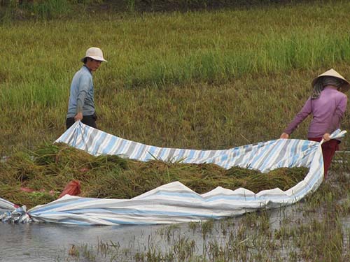 Hoang phí trên đầu nông dân