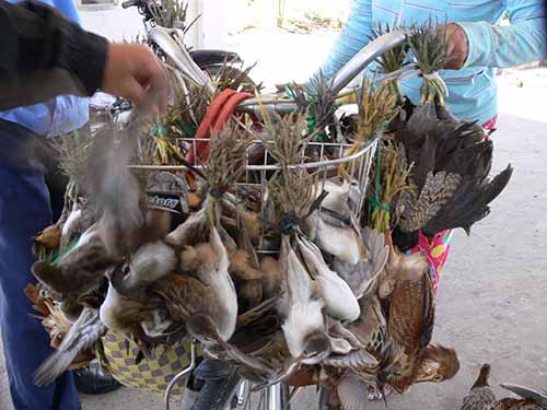 Chim, c&ograve; bị buộc tr&ecirc;n những chiếc xe như thế n&agrave;y để đem b&aacute;n khắp nơi ở ĐBSCL