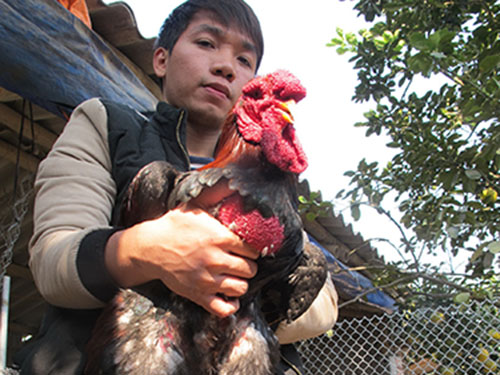 Loạn gà Đông Tảo