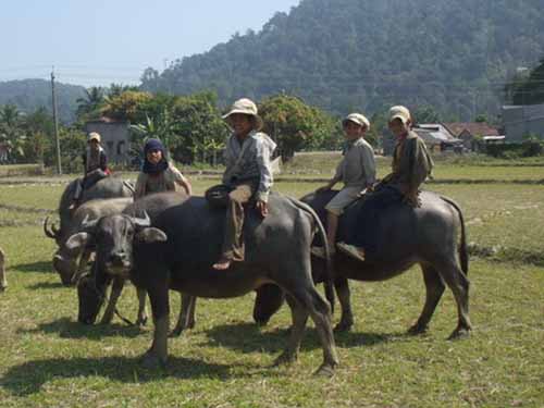 Ra đồng cắt cỏ, chăn tr&acirc;u l&agrave; c&ocirc;ng việc thường xuy&ecirc;n của trẻ em nhiều v&ugrave;ng n&ocirc;ng th&ocirc;n thuộc c&aacute;c huyện Ninh Phước, Thuận Nam