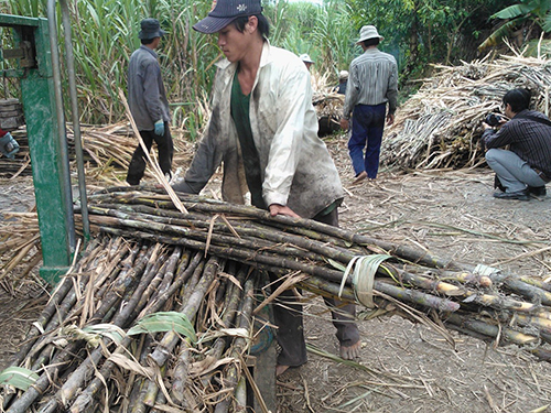 Ngắc ngoải với mía đường