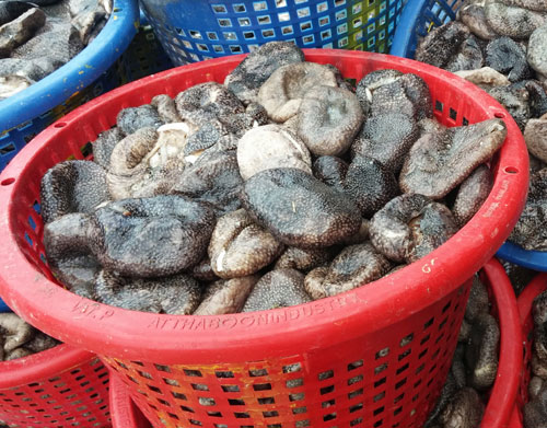 Kiên Giang kiểm soát việc khai thác tự phát con banh lông