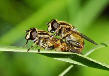 Những động vật có cách yêu quái dị nhất quả đất