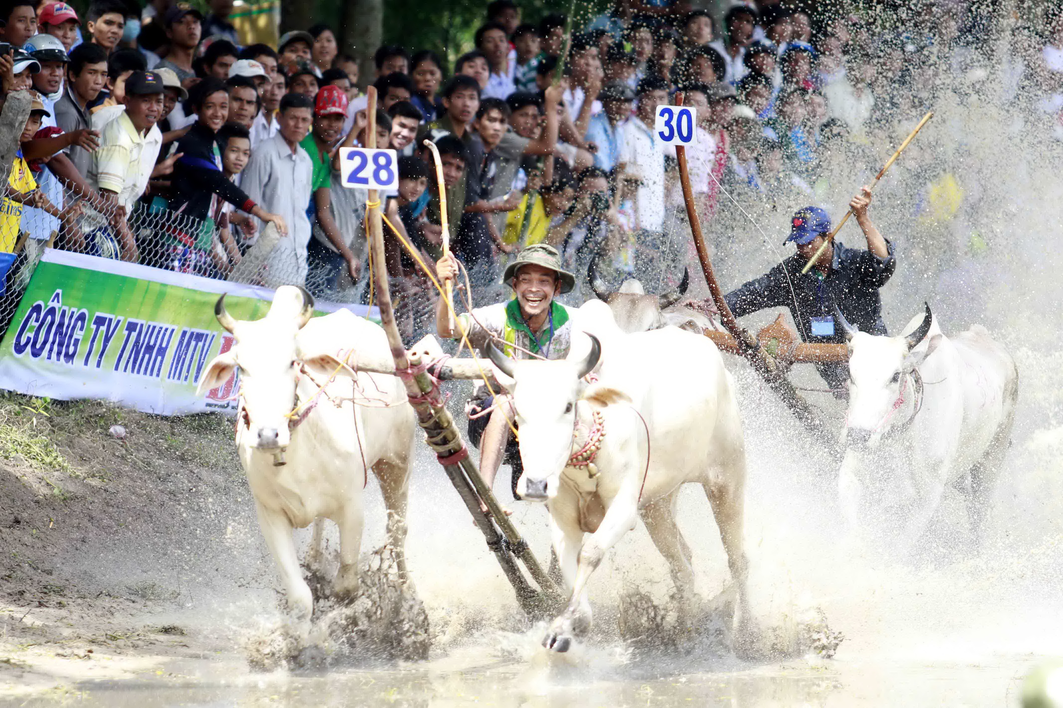 Sôi động Lễ hội đua bò vòng loại Bảy Núi