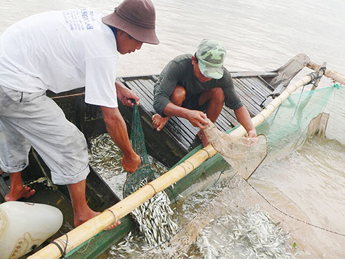 Người dân ĐBSCL chịu ảnh hưởng nặng nề của việc xây hàng loạt thủy điện trên sông Mê Kông Ảnh: THANH VÂN