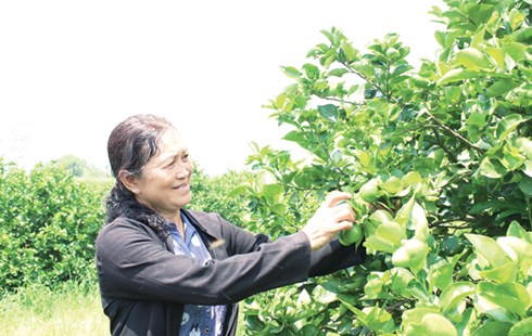 “Nữ tướng” Bùi Thị Ba trong vườn chanh.