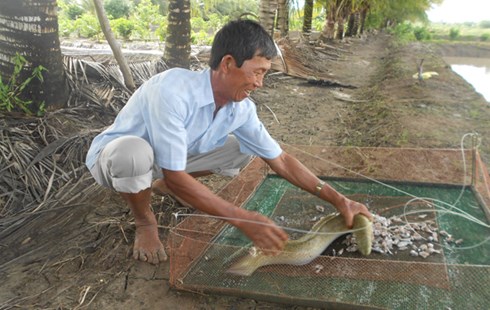 Tỉ phú cá chình Đất Mũi