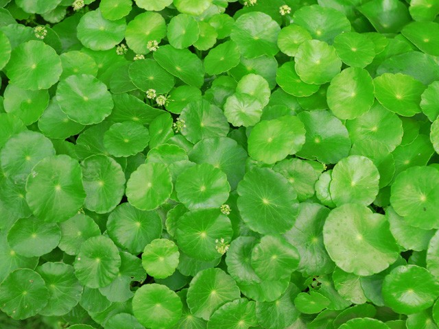 Rau má chống lão hóa