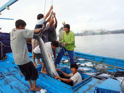 Đang câu cá ngừ bị cá chuồn phóng lên đâm thủng mắt