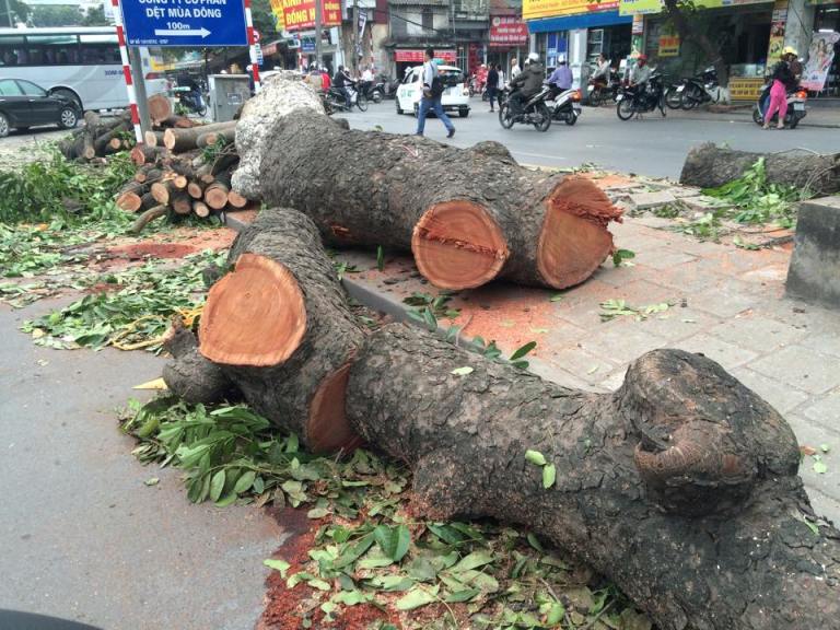 Nhiều gốc cây xà cừ hàng chục năm tuổi, có đường kính chừng 2 vòng tay người ôm đã bị hạ gục và cưa thành từng khúc để ngổn ngang trên đường