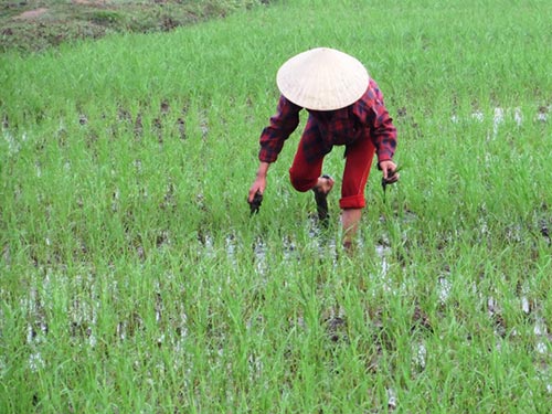 Lúa, rau đã phủ xanh vùng lũ