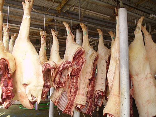 Heo nái được bơm nước để tạo ra sản phẩm đẹp hơn