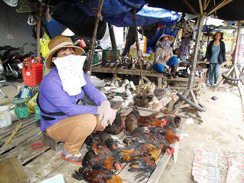 Bán đổ, bán tháo gia cầm