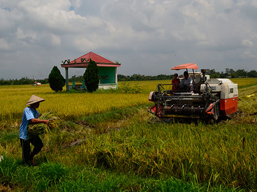 Lúa gà: Hại vẫn trồng!