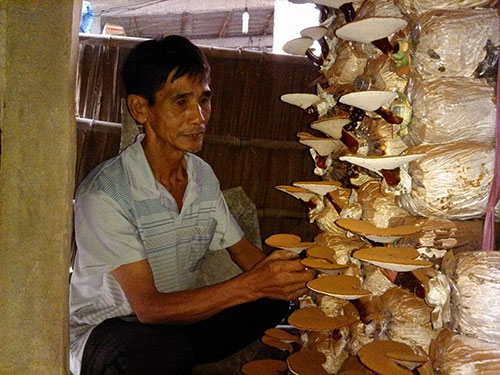 “Trùm” nấm Cần Thơ