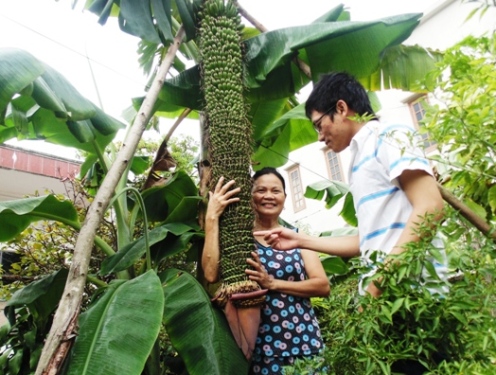 B&agrave; Nguyễn Thị Minh b&ecirc;n c&acirc;y chuối lạ lung.
