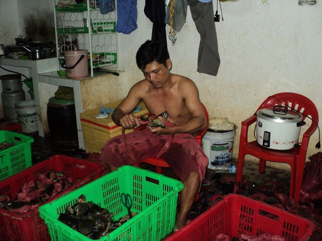 Cua biển Cà Mau có chất lượng tốt, thịt thơm ngon