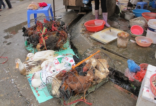 C&aacute;c chợ gia cầm c&oacute; tỉ lệ lưu h&agrave;nh virus c&uacute;m gia cầm H5N1 kh&aacute; cao