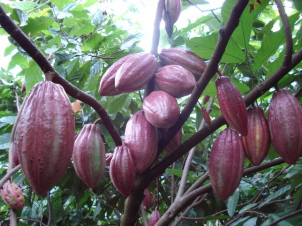Phát triển ca cao bền vững