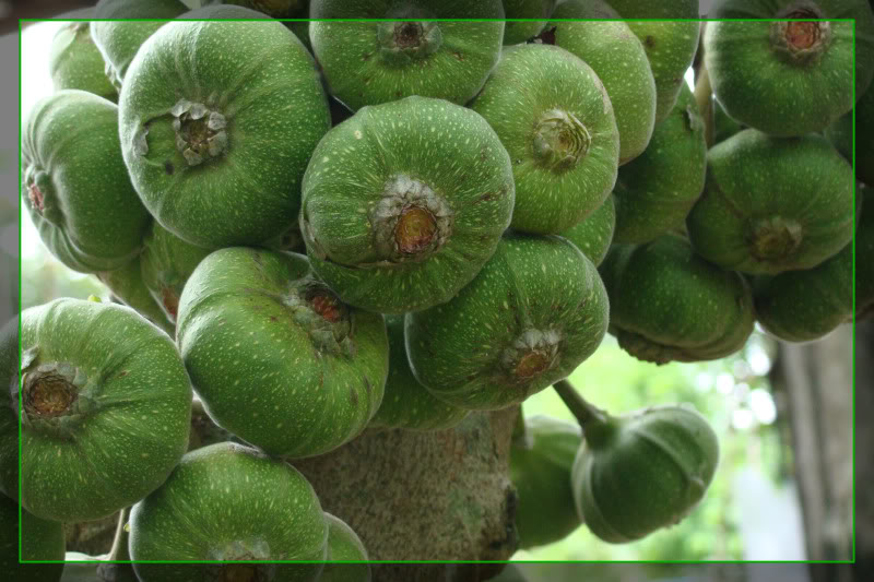 Quả vả chữa ngộ độc