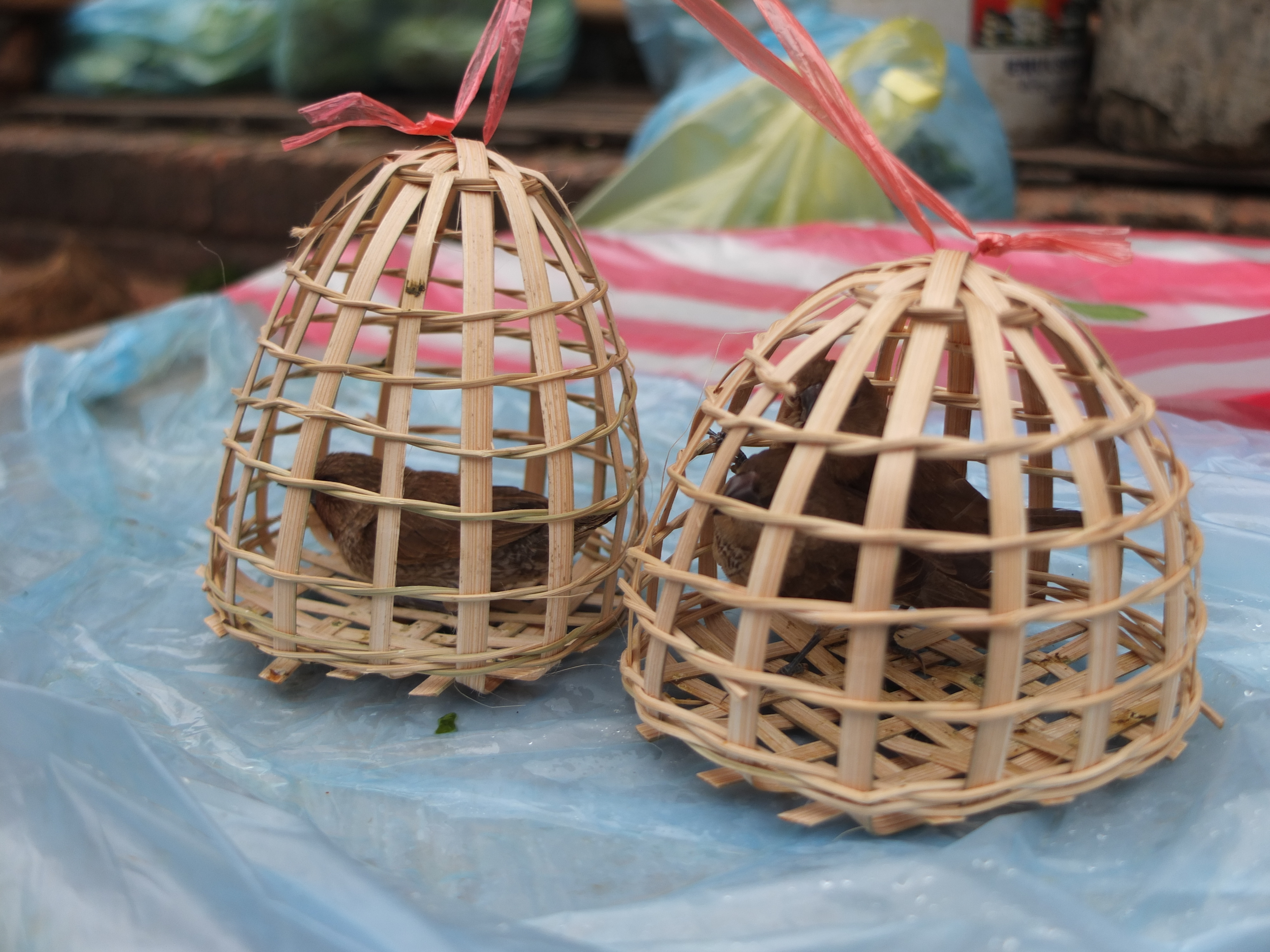 Xinh xinh hai lồng chim nhỏ