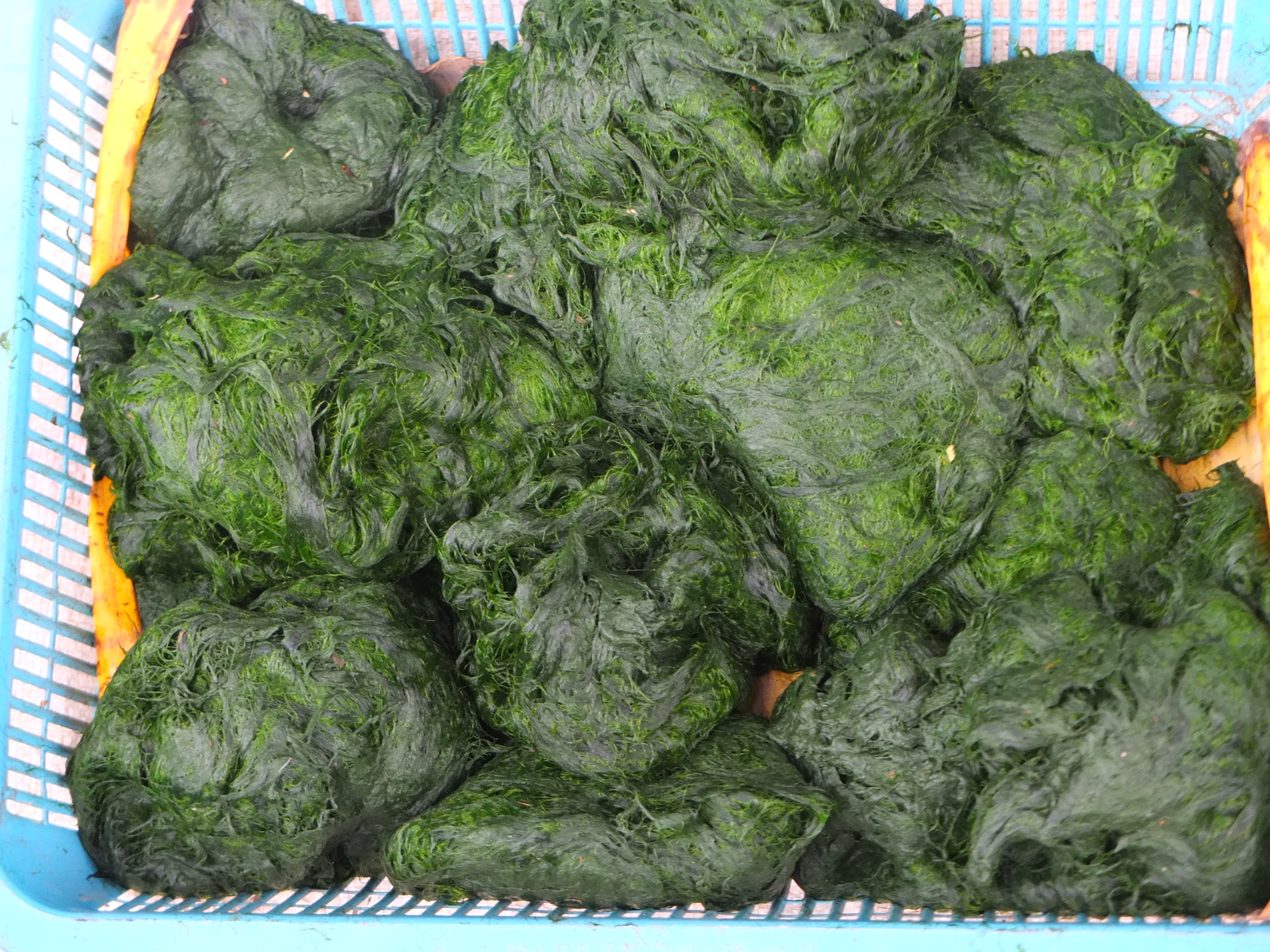 Rong suối, đặc sản của người L&agrave;o