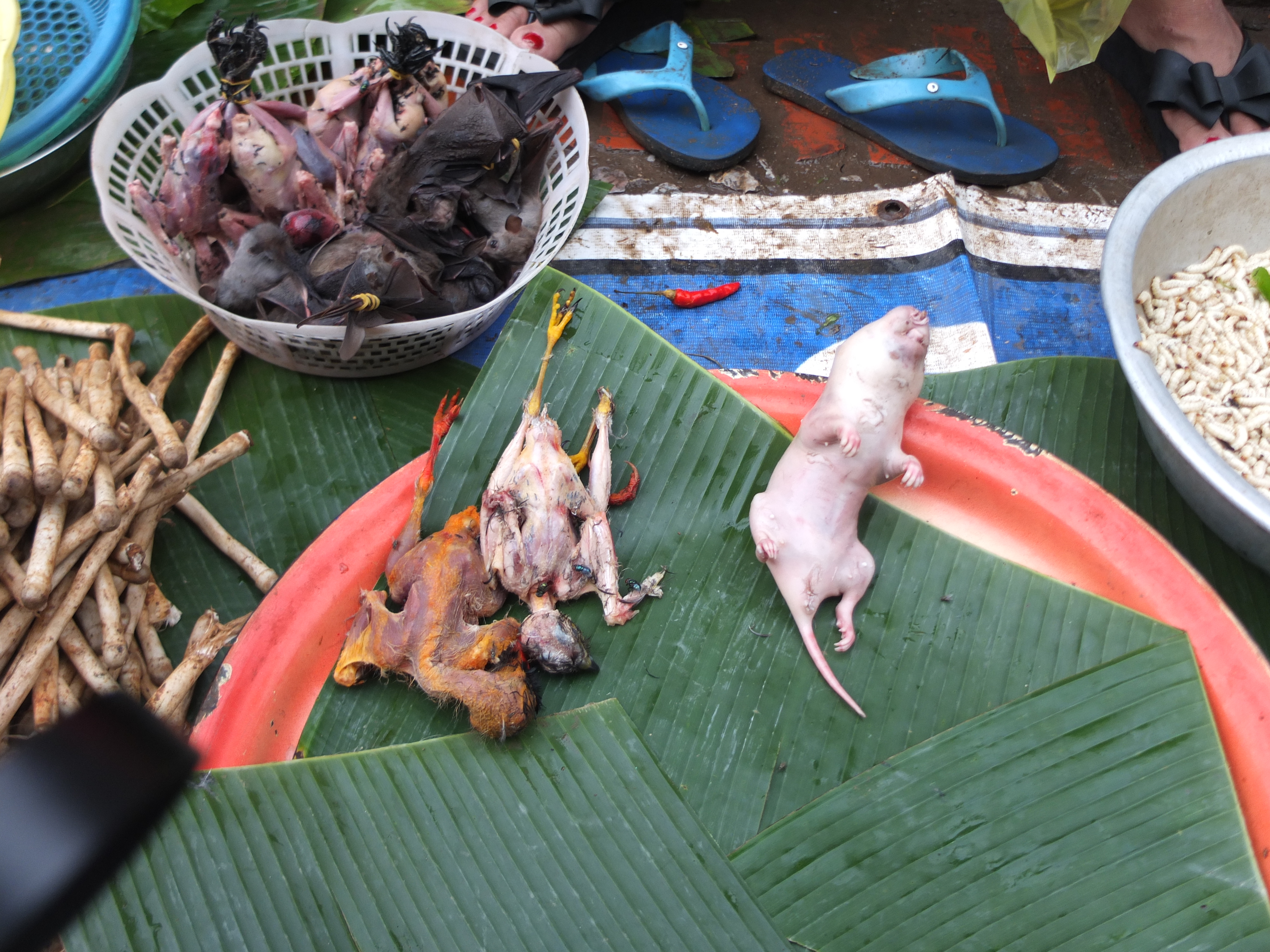 Một ch&uacute; chuột v&agrave; hai ch&uacute; g&agrave; bị vặt sạch l&ocirc;ng cũng được b&agrave;y b&aacute;n, nh&igrave;n hơi sợ