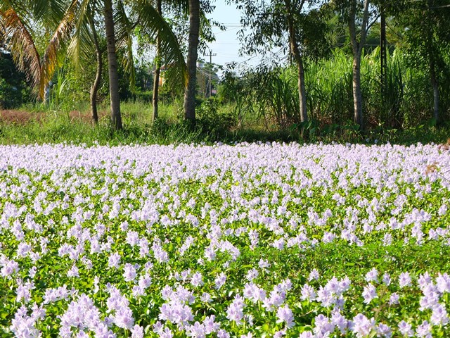 Ao lục b&igrave;nh