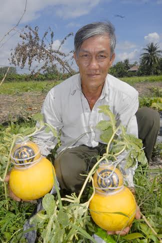 Nếu như bưởi hồ l&ocirc; &ldquo;ch&aacute;y&rdquo; h&agrave;ng th&igrave; dưa hấu hồ l&ocirc; của n&ocirc;ng d&acirc;n miền T&acirc;y bị thất thu trầm trọng