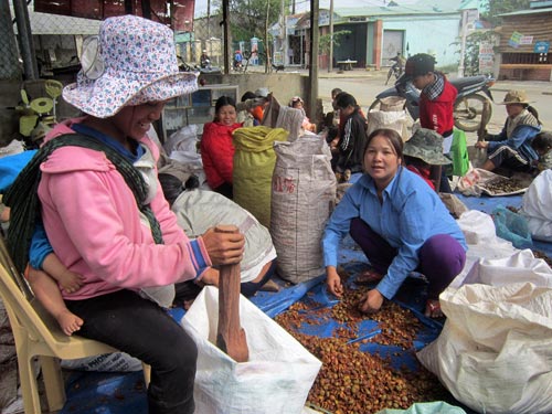 Một cơ sở thu mua hạt m&acirc;y ở thị trấn Kh&acirc;m Đức, huyện Phước Sơn, tỉnh Quảng Nam. Ảnh: PHẠM TRỌNG