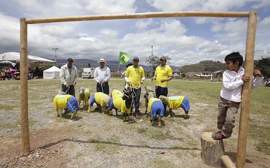 C&aacute;c ch&uacute; cừu trong m&agrave;u &aacute;o tuyển Brazil
