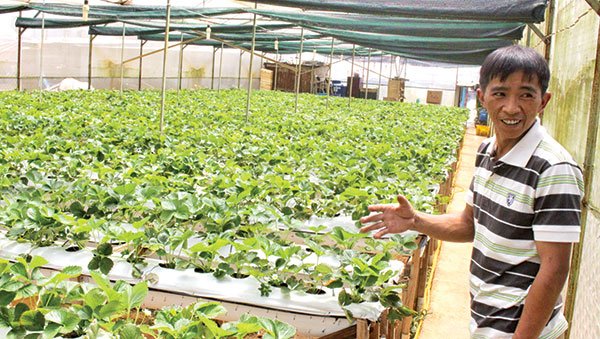 Anh Nguyễn Thanh Trung b&ecirc;n vườn d&acirc;u t&acirc;y của m&igrave;nh. Ảnh: N.H