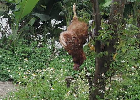 Gà nhiễm cúm A/H5N1 bị treo cây