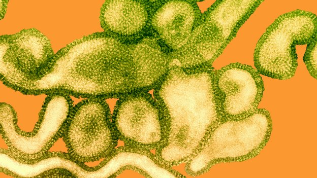 Cảnh báo đại dịch từ dòng virus cúm H10N8