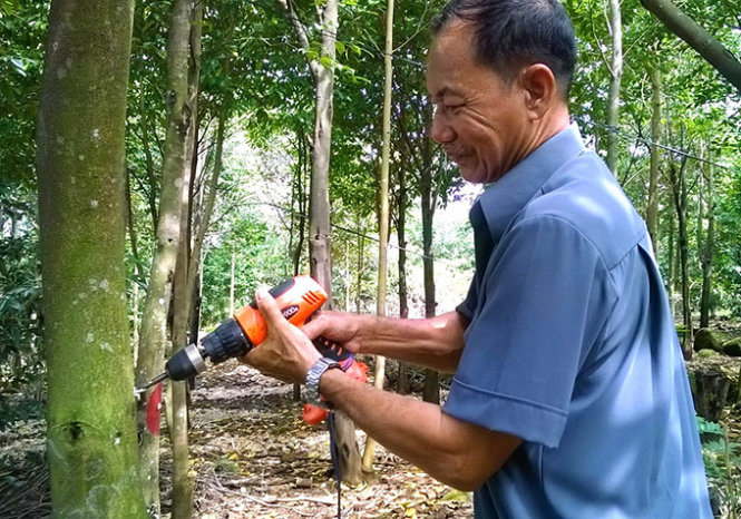 Khoan vào thân cây dó, sau đó bơm chất kích thích vào - Ảnh: T.Huy