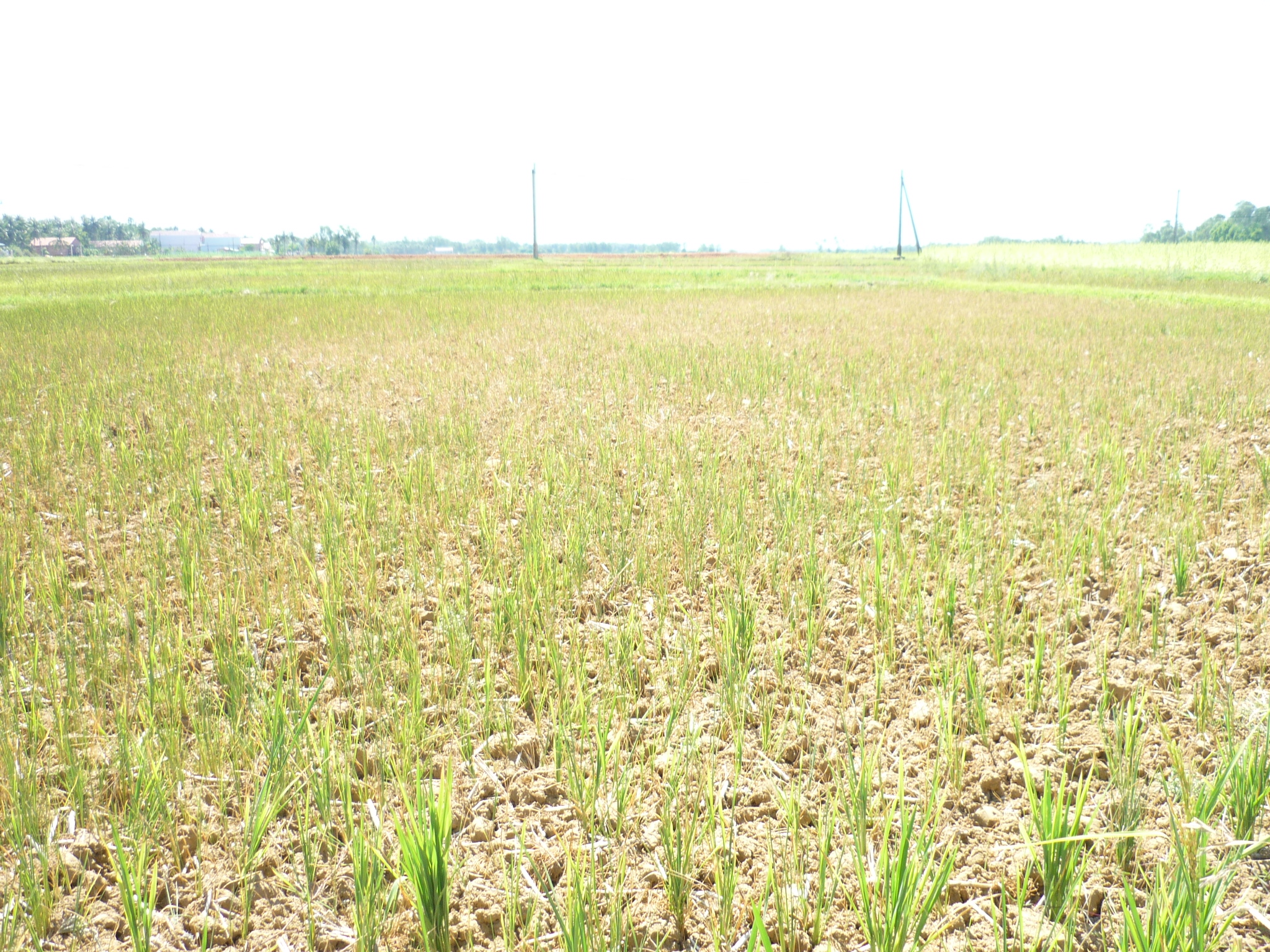 Hạn h&aacute;n k&eacute;o d&agrave;i khiến đồng ruộng kh&ocirc; cằn, kh&ocirc;ng thể canh t&aacute;c