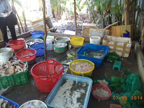 Cơ sở “làm sạch” phụ phẩm heo trong điều kiện vệ sinh rất dơ bẩn