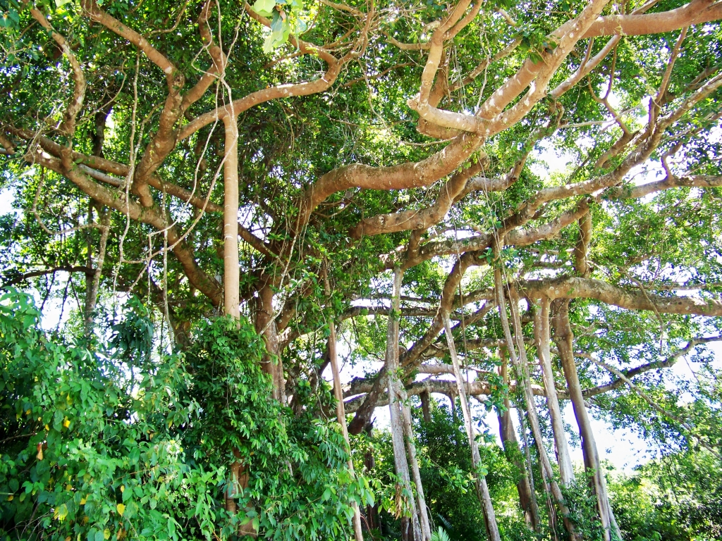 Toàn cảnh cây di sản