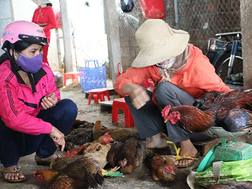 Việc bu&ocirc;n b&aacute;n g&agrave;, vịt vẫn diễn ra b&igrave;nh thường tại chợ thị trấn Đức Phổ, 
ng&agrave;y 17-2 Ảnh: Tử Trực