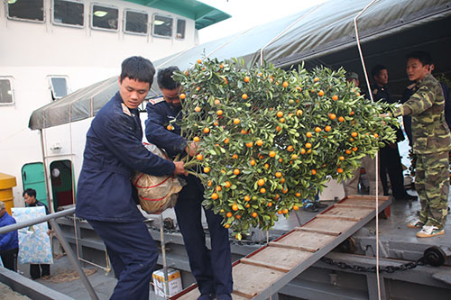 C&acirc;y quất được chuyển từ đất liền ra đảo Bạch Long Vĩ được c&aacute;c chiến sĩ hải qu&acirc;n tr&ecirc;n đảo cẩn thận chuyển từ t&agrave;u xuống