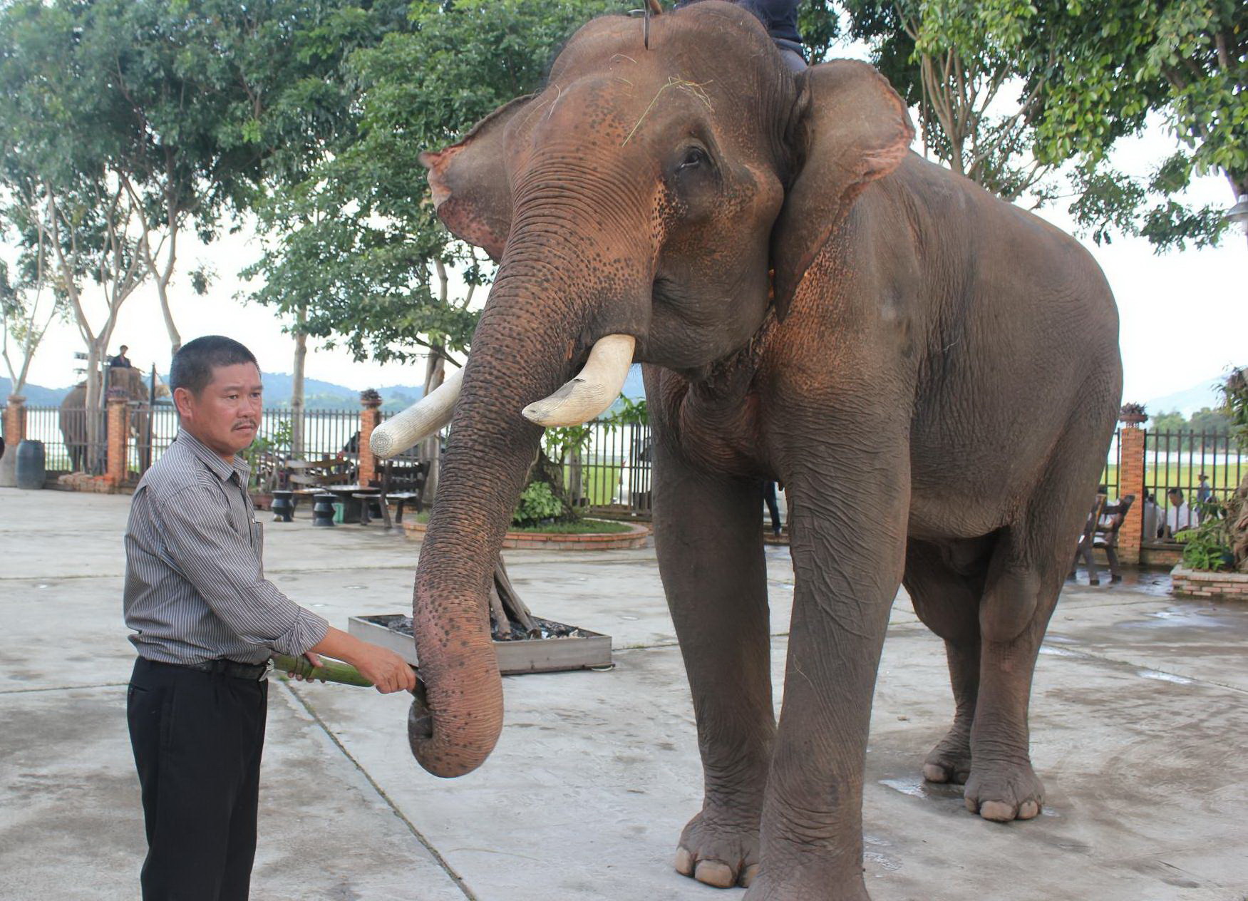 Nuôi voi khoái hơn làm giám đốc