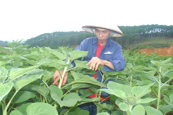 Trồng hoa hướng dương lãi hơn 30 triệu đồng/sào