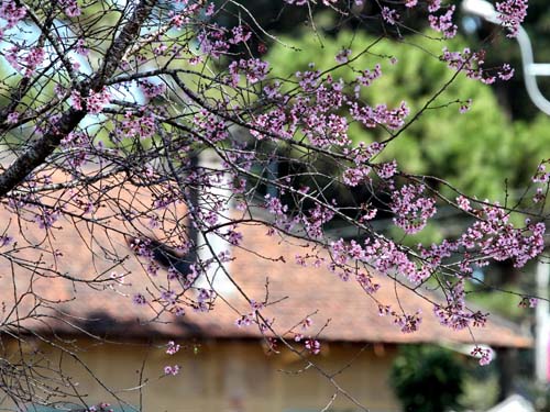 Đà Lạt rực hồng sắc mai anh đào