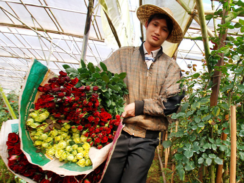 Nắng nóng, hoa hồng rẻ như bèo